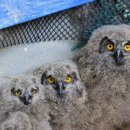 서울시야생동물센터 이미지