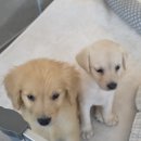 물만난 강아지 | 부산강아지분양 골든리트리버분양 후기 - 헬스독창원점에서 만난 골든리트리버