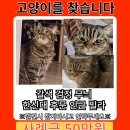 3월 11일 고양이 실종 이미지