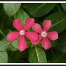 허브아일랜드식물원 이미지