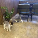 만배네 애견카페 이미지