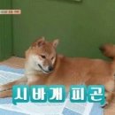같이