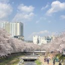 [울산벚꽃명소] 궁거랑 무거천 벚꽃 | 푸드트럭 | 사진꿀팁