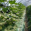 지금 함평은 하우스 겨울 퍽퍽한 밤호박 수확중~ 이미지