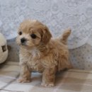 행복한강아지 이미지