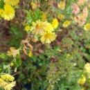 섬진강재첩과진부령황태 이미지