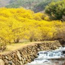 산수유꽃길민박 이미지