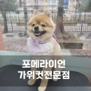 개멋 애견미용 | 송도 가위컷 애견미용실 잘하는곳 개멋 송도점 추천