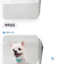 뽀삐네미장원 이미지