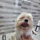 수정애견미용실 이미지