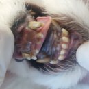 오창동물병원 이미지