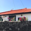 노리마리 이미지