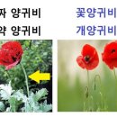 양귀비한의원 네이버블로그