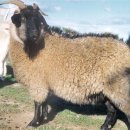 재교농장 | 염소 번식 관리 달력(교배 60일 전부터 분만 후 7일까지)자세하게 설명.