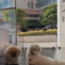 스니프 아틀라스 이미지