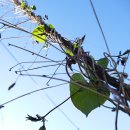 건천시장 이미지