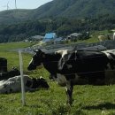 한들목장 이미지