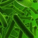 이례로-2 이미지