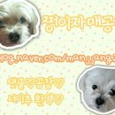 편백수소테라피