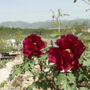 목단