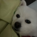 우아한정육점 이미지