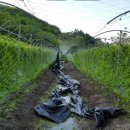 세세농장 이미지