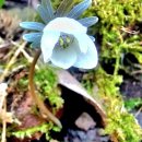 꽃뫼마을 이미지