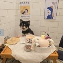 부산애견호텔 강아지유치원 맘바이 사하구점 이미지