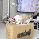 미뇽캣 이미지