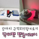 레이 펫 | 강아지 슬개골 탈구 관리에 효과적인 닥터펫 펫큐어레이 실사용 후기