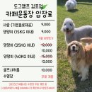 도그캠프 | 김포 대형견 애견카페 “도그캠프 김포점” 다녀온 후기🐶🐾