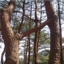 연리지 이미지