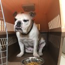 (주)햄버거잉글리쉬