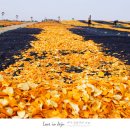 황금빛 목장 이미지