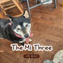 카페미카 | 더미쓰리(The Mi Three)ㅣ인기스타 시바견 가족을 실제로 만날 수 있는 카페 실제 방문후기