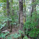 기산수정 이미지