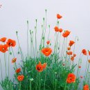 철탄경로당 네이버블로그