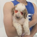 퍼피말론 강아지분양 울산점 | 🐶 울산·부산·양산 강아지분양 퍼피말론 – 건강하고 믿을 수 있는 분양