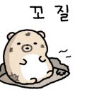 골든햄스터분양 햄츠비 이미지