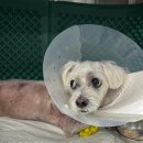 다솜동물메디컬센터 금정점 | 헌혈견 6관왕 꼬마(울산24시에서동물메디컬센터)