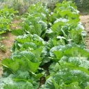 천사꽃펜션 이미지