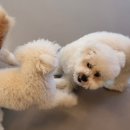 하루멍멍 | [대구애견유치원] 달서구 애견유치원 찾는다면? | ‘멍멍아학교가자 상인점’ 시설 보고 놀란 후기