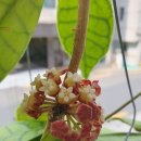 호야 칼리스토필라(Hoya Callistophylla) 6월 29일 29개 별꽃으로 피어나다 이미지