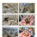 [보도자료]잼버리 위해 낮은 수위관리와 해수유통 부족으로 생기는 갯벌의 대량 생물폐사 관찰. 이미지