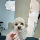 하리몽 이미지