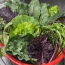 홍양농장 | 쌈야채 택배추천 농장직송 양주농부이범석 모듬채소 택배후기