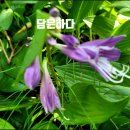 담은하다