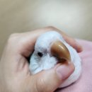 경기도동물위생시험소 | 경기도 동물위생시험소(앵무새 질병 검사 후기)