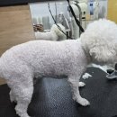 댕곤댕곤 이미지