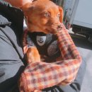 율전동물병원 이미지